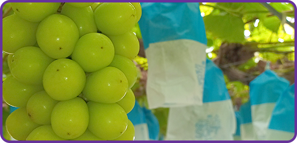 シャインマスカット