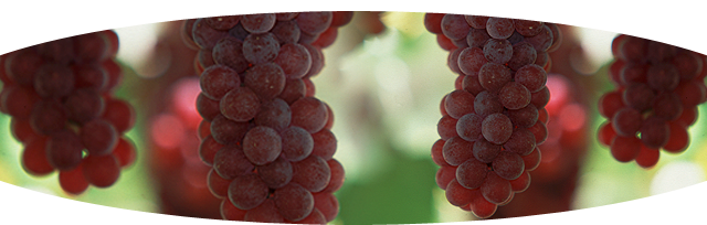 ぶどう狩り、遊具遊び山・川遊び、バーベキュー…