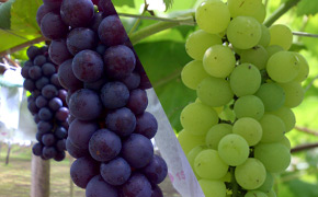 産地直送ギフト